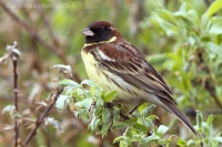Strnádka obojková - Emberiza aureola - Yellow-breasted Bunting 