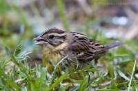 Strnádka obojková - Emberiza aureola - Yellow-breasted Bunting 