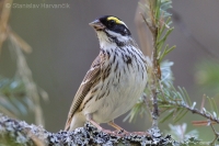Strnádka zlatobrvá - Emberiza chrysophrys - Yellow-browwed Bunting