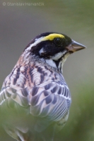 Strnádka zlatobrvá - Emberiza chrysophrys - Yellow-browwed Bunting