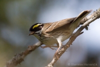 Strnádka zlatobrvá - Emberiza chrysophrys - Yellow-browwed Bunting