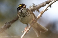 Strnádka zlatobrvá - Emberiza chrysophrys - Yellow-browwed Bunting