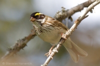 Strnádka zlatobrvá - Emberiza chrysophrys - Yellow-browwed Bunting