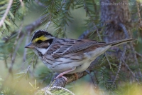 Strnádka zlatobrvá - Emberiza chrysophrys - Yellow-browwed Bunting