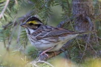 Strnádka zlatobrvá - Emberiza chrysophrys - Yellow-browwed Bunting