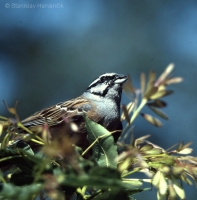 Strnádka cia - Emberiza cia - Rock Bunting