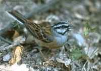 Strnádka cia - Emberiza cia - Rock Bunting