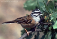 Strnádka cia - Emberiza cia - Rock Bunting