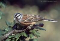 Strnádka cia - Emberiza cia - Rock Bunting