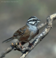 Strnádka cia - Emberiza cia - Rock Bunting