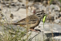 Strnádka cia - Emberiza cia - Rock Bunting