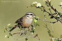 Strnádka cia - Emberiza cia - Rock Bunting
