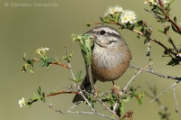 Strnádka cia - Emberiza cia - Rock Bunting
