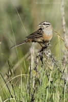 Strnádka cia - Emberiza cia - Rock Bunting