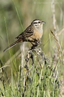 Strnádka cia - Emberiza cia - Rock Bunting