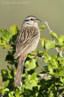 Strnádka cia - Emberiza cia - Rock Bunting