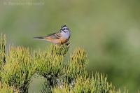 Strnádka cia - Emberiza cia - Rock Bunting