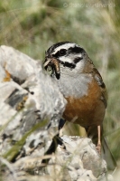Strnádka cia - Emberiza cia - Rock Bunting