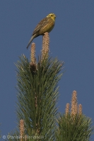 Strnádka obyčajná - Emberiza citrinella - Yellowhammer