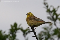 Strnádka obyčajná - Emberiza citrinella - Yellowhammer