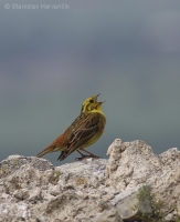 Strnádka obyčajná - Emberiza citrinella - Yellowhammer