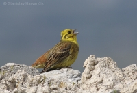 Strnádka obyčajná - Emberiza citrinella - Yellowhammer