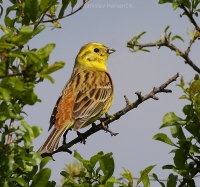 Strnádka obyčajná - Emberiza citrinella - Yellowhammer