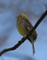 Strnádka obyčajná - Emberiza citrinella - Yellowhammer