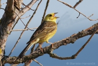 Strnádka obyčajná - Emberiza citrinella - Yellowhammer
