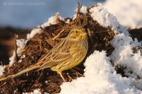 Strnádka obyčajná - Emberiza citrinella - Yellowhammer