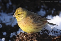 Strnádka obyčajná - Emberiza citrinella - Yellowhammer