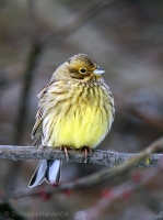 Strnádka obyčajná - Emberiza citrinella - Yellowhammer