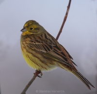 Strnádka obyčajná - Emberiza citrinella - Yellowhammer