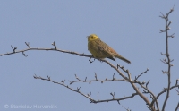 Strnádka obyčajná - Emberiza citrinella - Yellowhammer