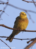 Strnádka obyčajná - Emberiza citrinella - Yellowhammer