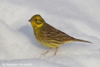 Strnádka obyčajná - Emberiza citrinella - Yellowhammer