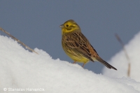 Strnádka obyčajná - Emberiza citrinella - Yellowhammer