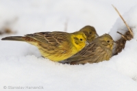 Strnádka obyčajná - Emberiza citrinella - Yellowhammer