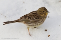 Strnádka obyčajná - Emberiza citrinella - Yellowhammer