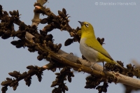 Okánik riasnatý - Zosterops palpebrosus - Oriental White-eye