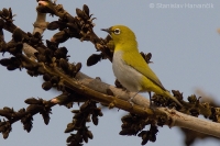 Okánik riasnatý - Zosterops palpebrosus - Oriental White-eye