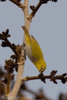 Okánik riasnatý - Zosterops palpebrosus - Oriental White-eye