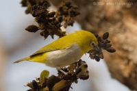 Okánik riasnatý - Zosterops palpebrosus - Oriental White-eye