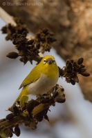 Okánik riasnatý - Zosterops palpebrosus - Oriental White-eye