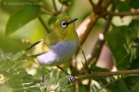 Okánik riasnatý - Zosterops palpebrosus - Oriental White-eye