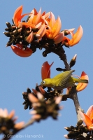 Okánik riasnatý - Zosterops palpebrosus - Oriental White-eye