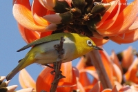Okánik riasnatý - Zosterops palpebrosus - Oriental White-eye