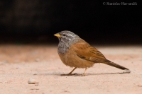 Strnádka domová - Emberiza sahari - House Bunting