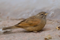 Strnádka domová - Emberiza sahari - House Bunting