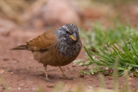Strnádka domová - Emberiza sahari - House Bunting